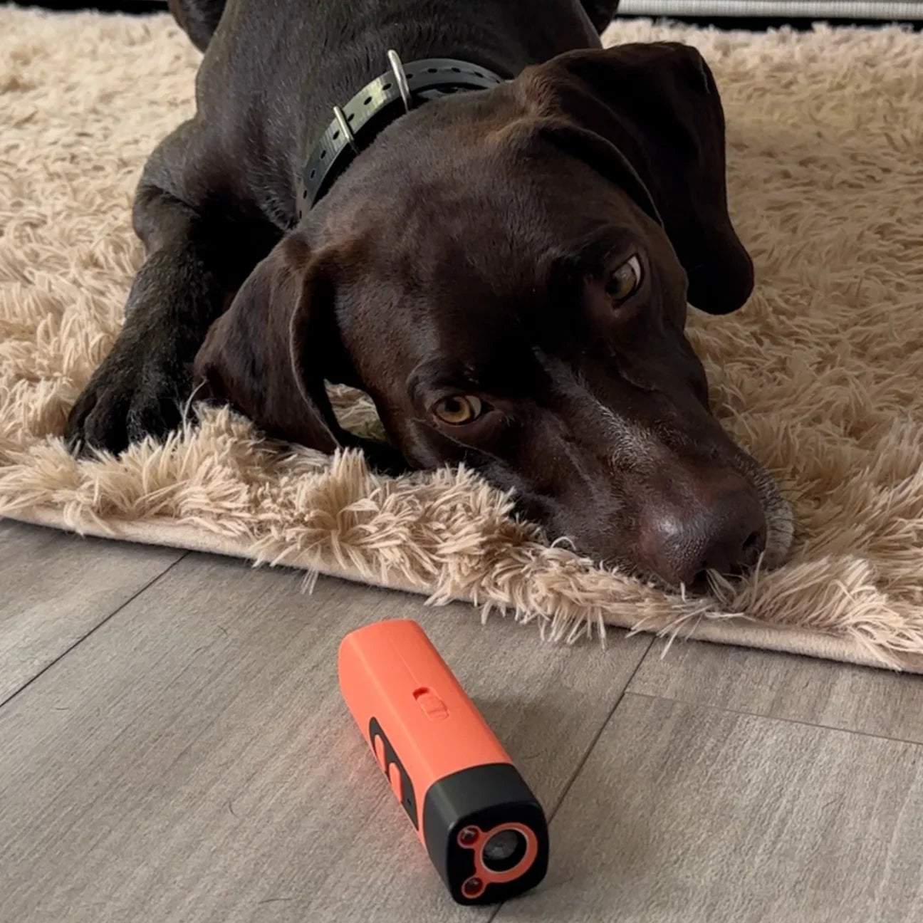 LydLyn| Stoppa hundens skällande med ett klick